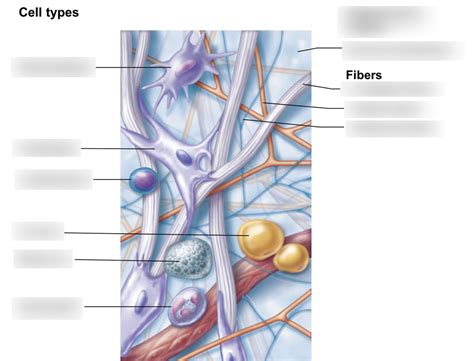 connective tissue diagram Diagram | Quizlet