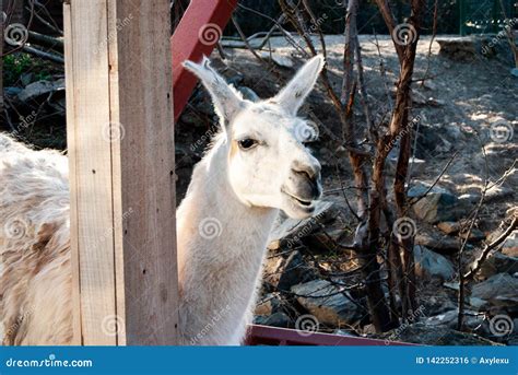 Lama genus stock photo. Image of continent, alpacas - 142252316