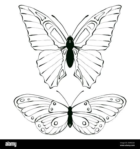 Set of Butterfly, black and white illustration, isolated Stock Photo ...