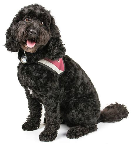 Image result for Standard Cockapoo