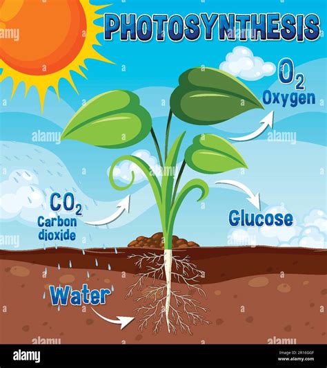 Biology Corner How Does Photosynthesis Work at Sherita Lawson blog