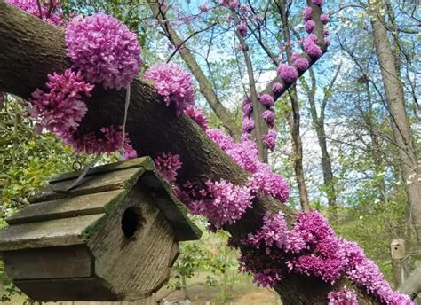 Cercis Canadensis Eastern Redbud Cold Hardy Live Plant | Desertcart INDIA