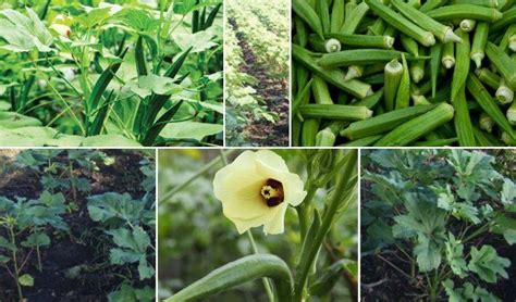 Lady Fingers: బెండ అధిక దిగుబడుల కోసం చేపట్టాల్సిన యాజమాన్యం ...