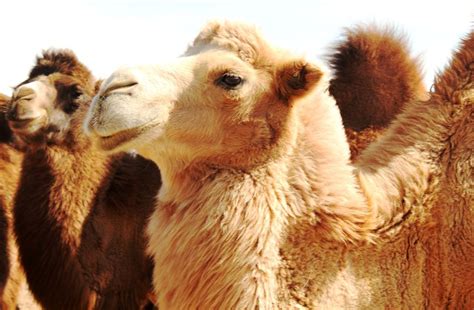 骆驼常见的疾病及防治措施_帮农网