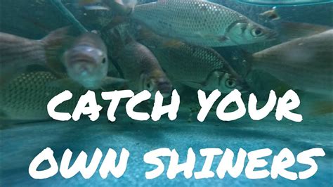 Image result for Catching Shiners with a Cast Net