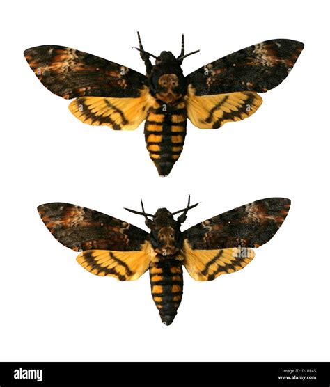 Death's Head Hawk-moths, Acherontia atropos, Sphingidae. (top) Female ...