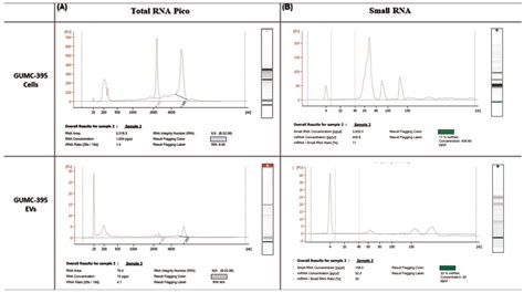 Detection of HPV RNA in Extracellular Vesicles from Neuroendocrine ...