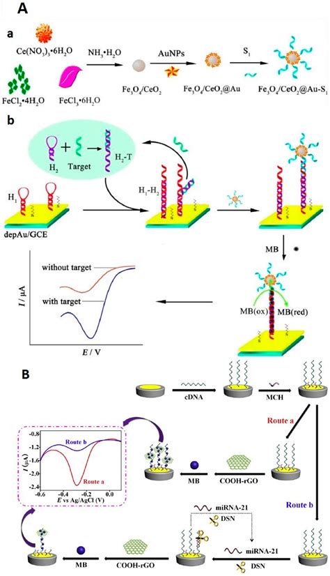 Electrochemical Biosensors for Detection of MicroRNA as a Cancer ...