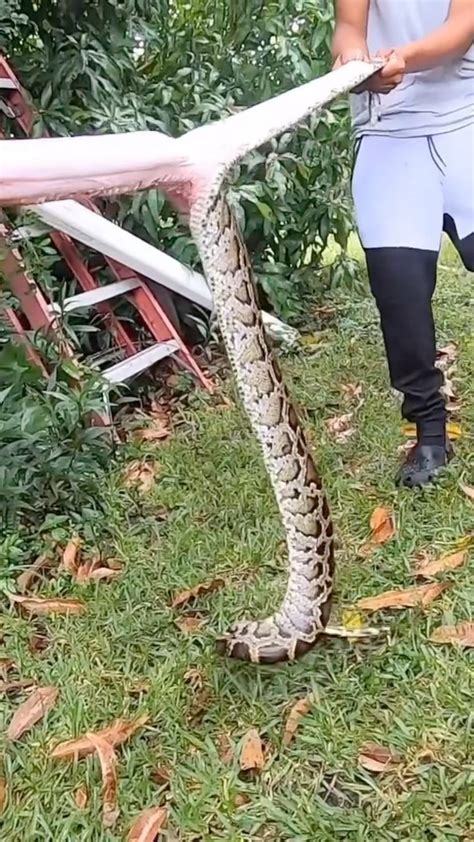 Image result for Skinning Python