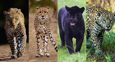 Cheetah Vs Leopard Vs Jaguar What's The Difference Between Cheetahs