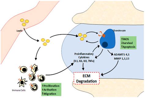 An Update on the Role of Leptin in the Immuno-Metabolism of Cartilage