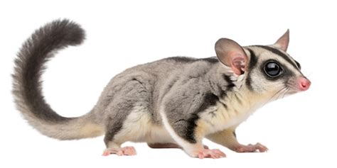 Sugar glider threequarter view photograph | Premium AI-generated PSD