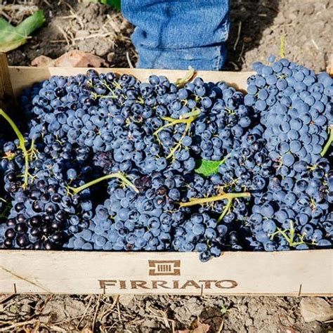 Etichette Firriato – simboli del vino siciliano d’eccellenza