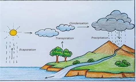 Draw a diagrammatic representation of water cycle. - Brainly.in