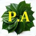 Bangla Paan and Sweet Betel Leaves Trader - Wholesaler / Distributor ...