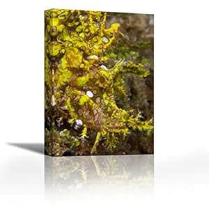 Karmakara Indonesia, Sulawesi Isl, Rhinopias scorpionfish - Fine Art ...