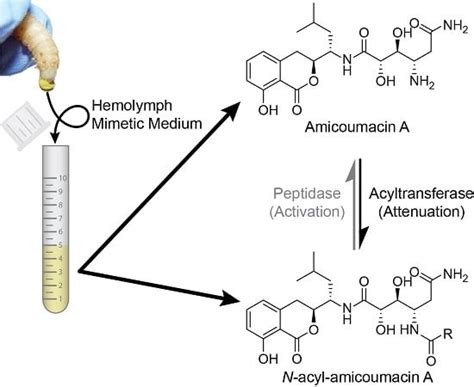 Activating and Attenuating the Amicoumacin Antibiotics