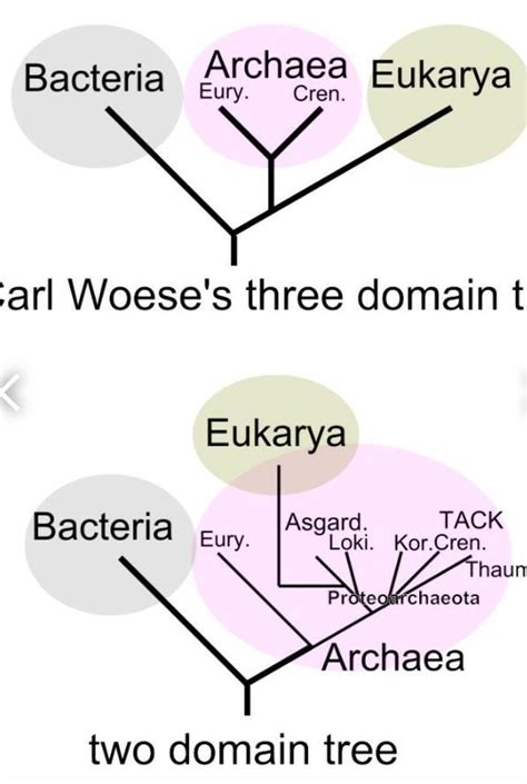 what are 3 domains of life? - Brainly.in
