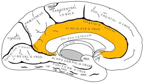 Cingulate cortex Anatomy 的图像结果