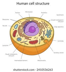 Basic Human Cell Structure 的图像结果