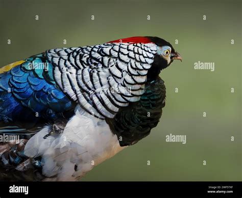 Male Lady Amherst Pheasant (Chrysolophus amherstiae Stock Photo - Alamy