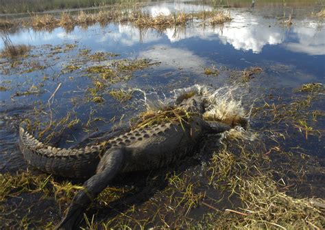Bulls Island Ferry- Explore a National Wildlife Refuge! | Coastal ...