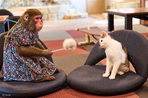 Monkey Land & Anitown Nikko Admission Ticket - Klook India