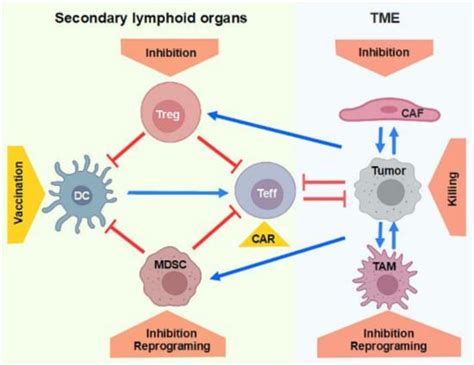 Nucleic Acid-Based Approaches for Tumor Therapy