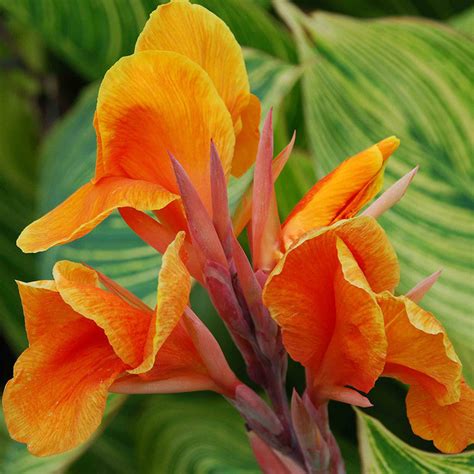 Cannas Dwarf Orange - Flowering Plants | Best Price in 2024 at ...