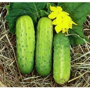 WHYGI Cucumber Intimidator F1 Seed-CuC_842 Seed Price in India - Buy ...