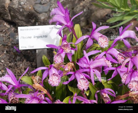 Hardy Chinese Orchid Pleione limprichtii is endemic to China, but photographed here in the ...