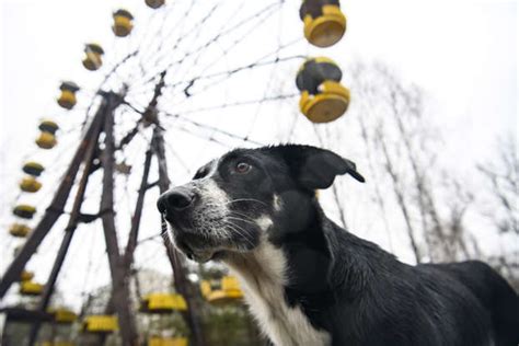 Chernobyl's legacy of radioactive animals