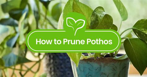 How To Prune Pothos - Plant Propagation Expert