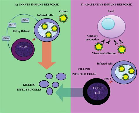 Image result for How Immunity Sytem Work Against Virus Downloadable