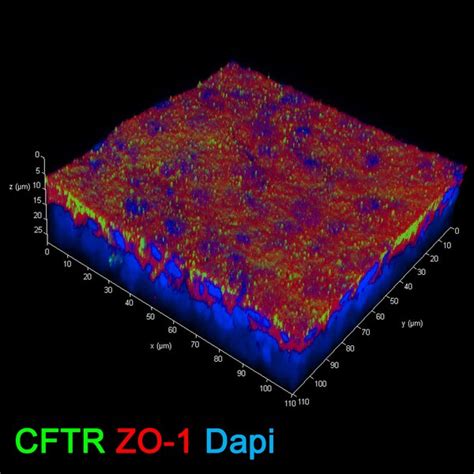 16HBE14o- Human Bronchial Epithelial Cell Line | SCC150