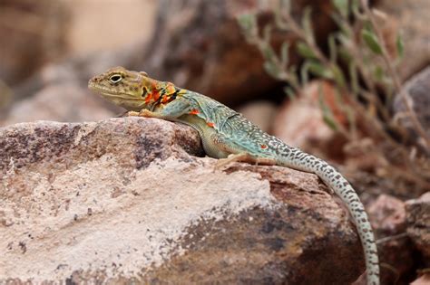 Rezultat imagine pentru Collared Lizard