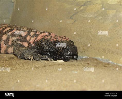 A closeup of venomous Gila monster resting on the sand of its habitat Stock Photo - Alamy