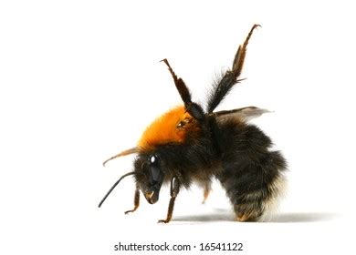 Image result for Bee Dance Language