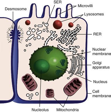 Cell Structure and Function 的图像结果