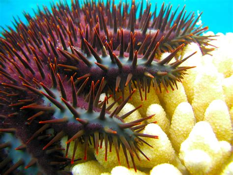 Echinoderms Examples 的图像结果