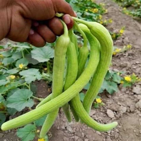 Long Melon Kakri F1 Hybrid Seeds - Vigorous Growth, Early Maturity ...