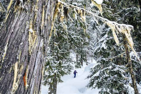 This ski paradise in Canada is one of the snowiest places on Earth ...