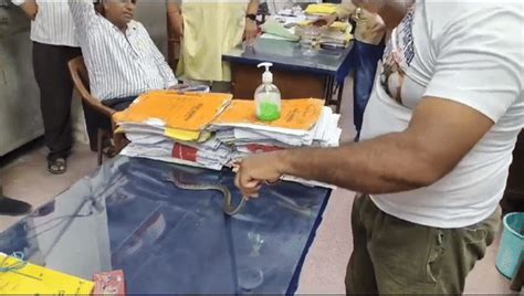 पीबीएम अस्पताल अधीक्षक के रूम में निकला सांप, स्नेक कैचर ने हाथ से ...