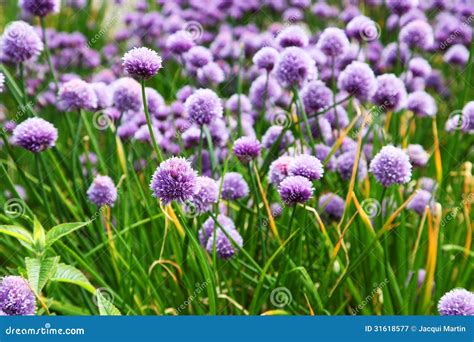 Garlic Flowers stock image. Image of gardening, globe - 31618577