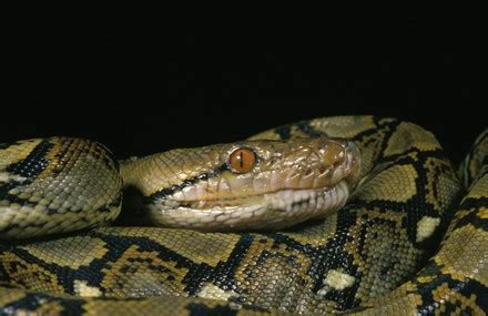 Image result for Reticulated Python's World