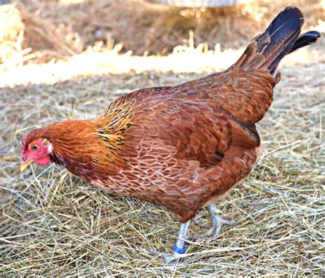 Dual Purpose Chicken Breeds