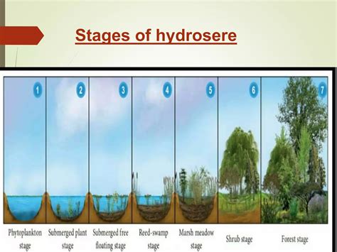 Succession ,its types ,causes and theories | PPTX