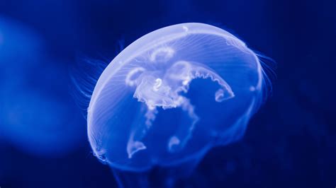 Download wallpaper 2560x1440 jellyfish, transparent, blue, underwater ...