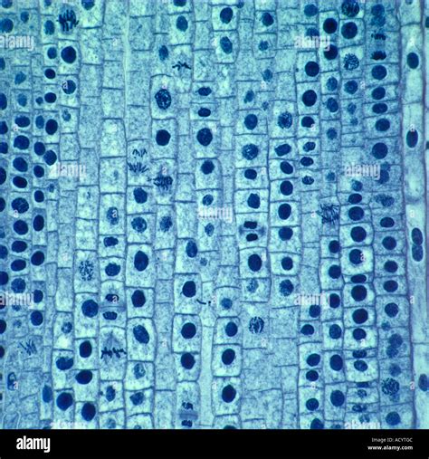 mitosis cell division in onion root tip. Stained microslide section ...