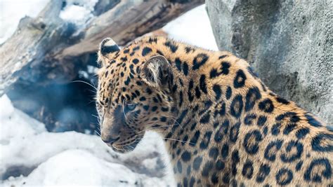 The Rarest & Most Endangered Animals in the World